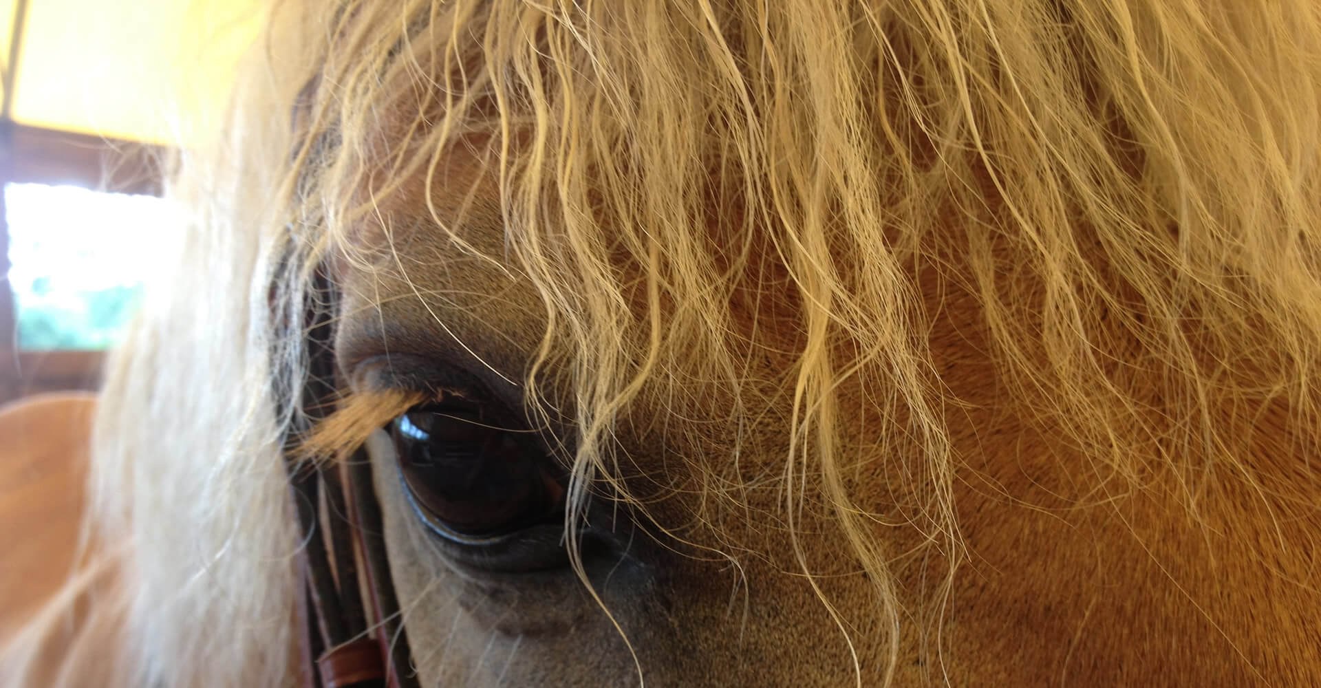 Horse looking at us at Preston Rosedale Farm