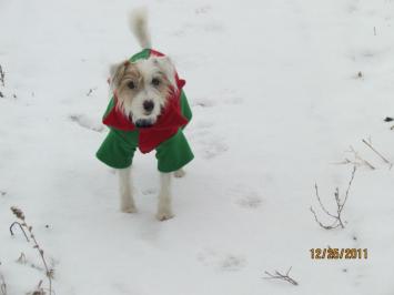 Halloween/Christmas Photos at Preston Rosedale Farm